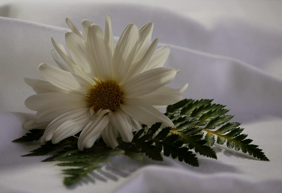 white sunflower preview
