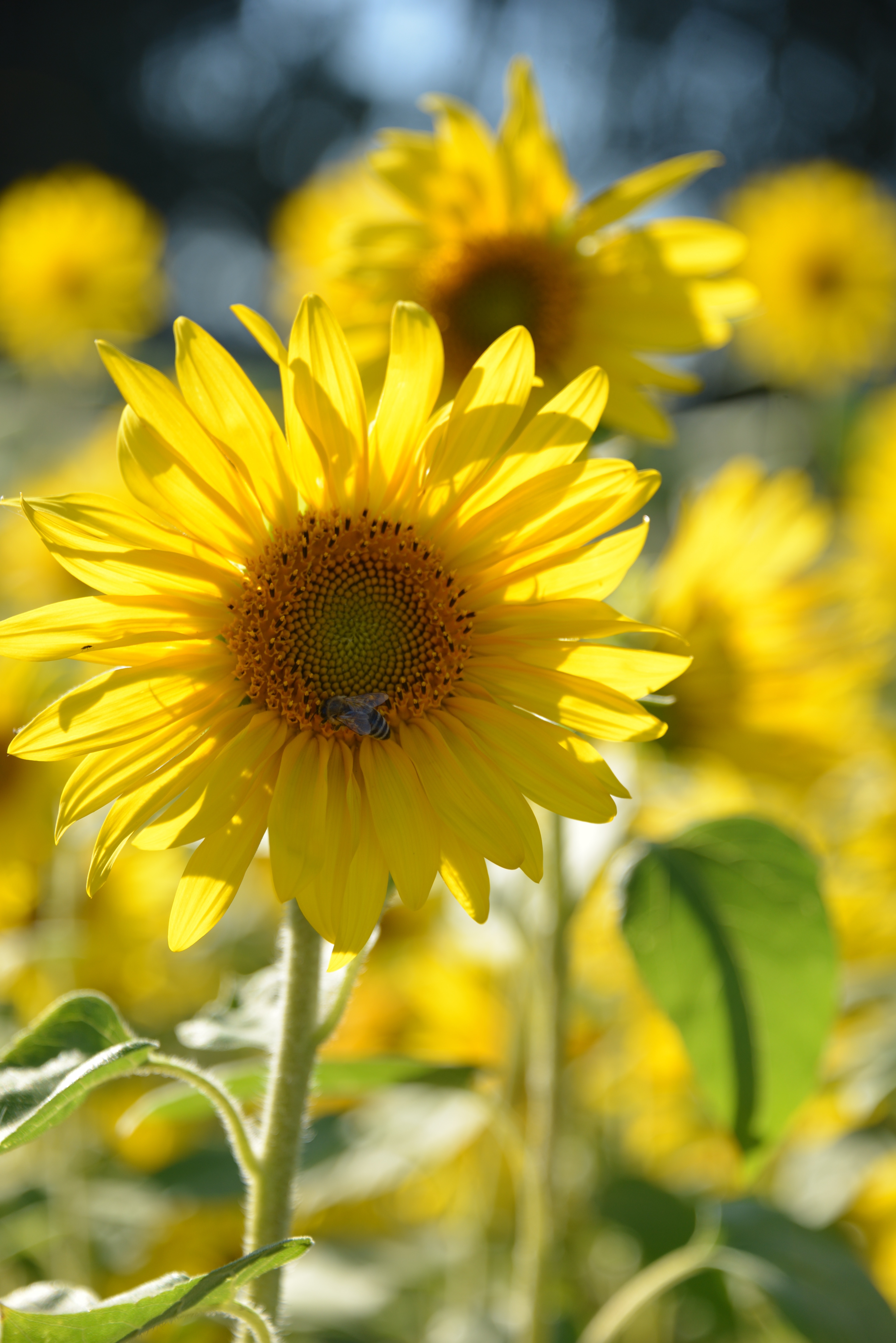 Sun Flower, Flowers, Summer, Nature, flower, yellow