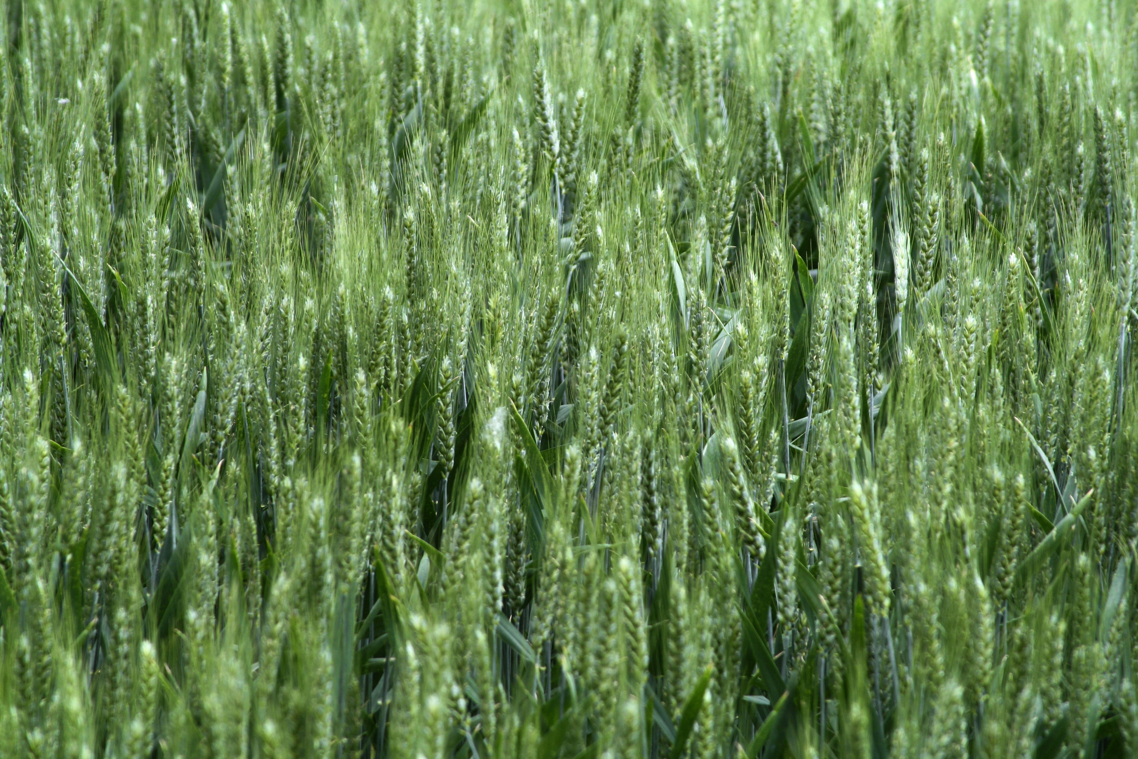 Summer, Field, Cornfield, Nature, green color, grass