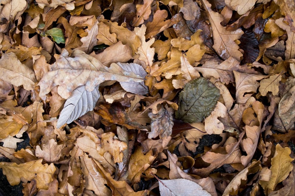 brown dried leaves preview