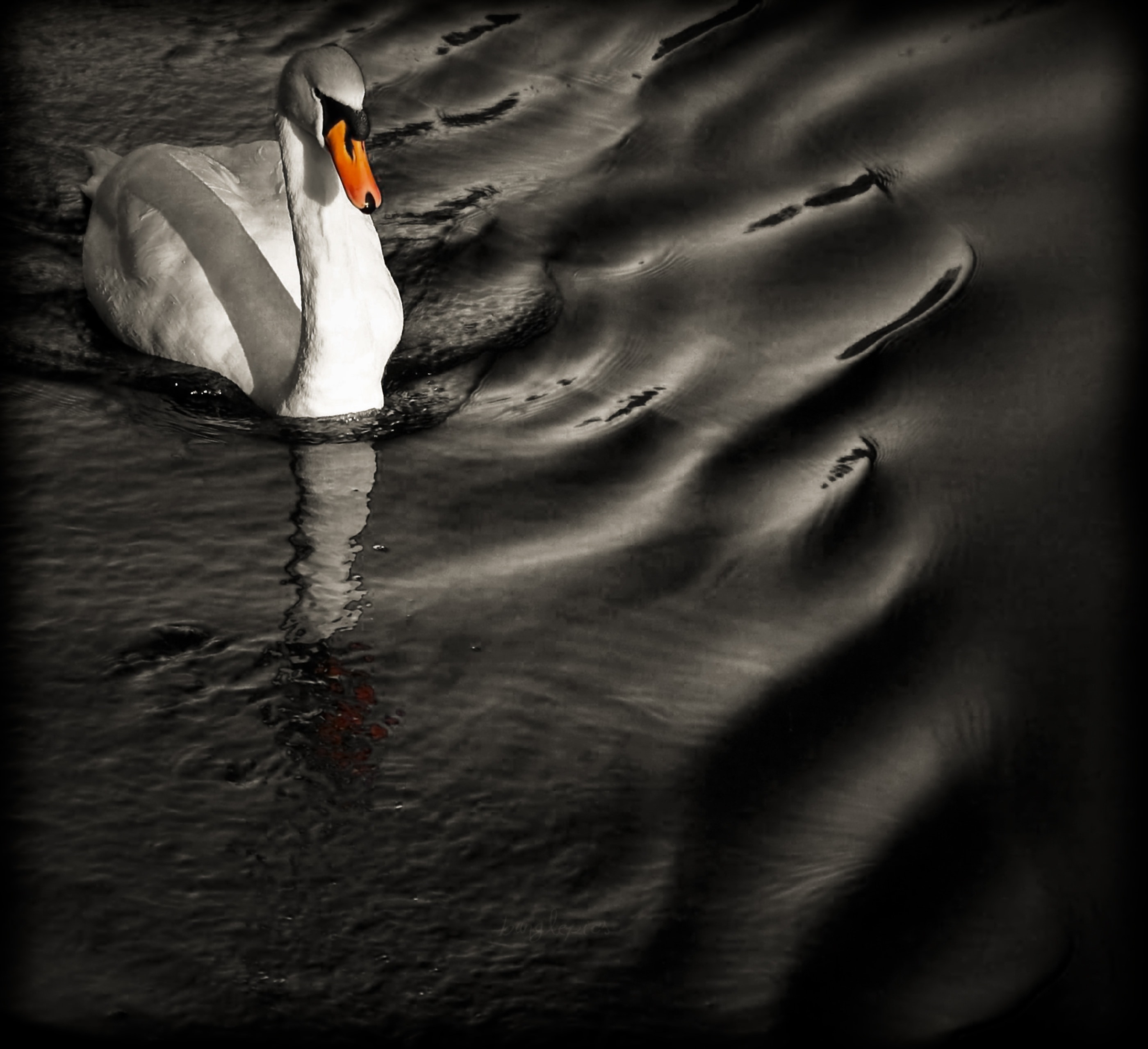 white mute swan