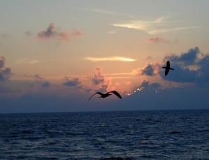 silhouette of two birds flying near sea during golden hour thumbnail