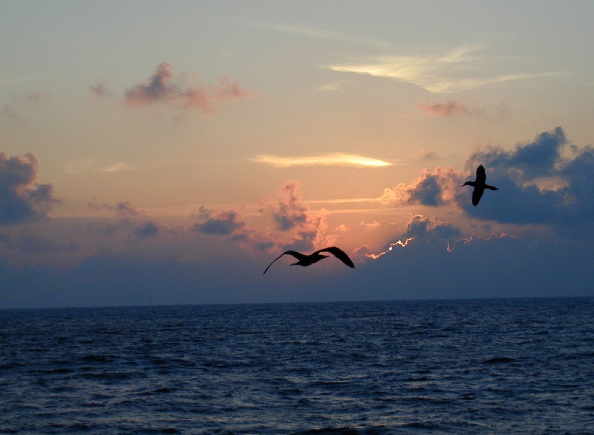 silhouette of two birds flying near sea during golden hour