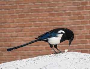 black white and blue bird thumbnail