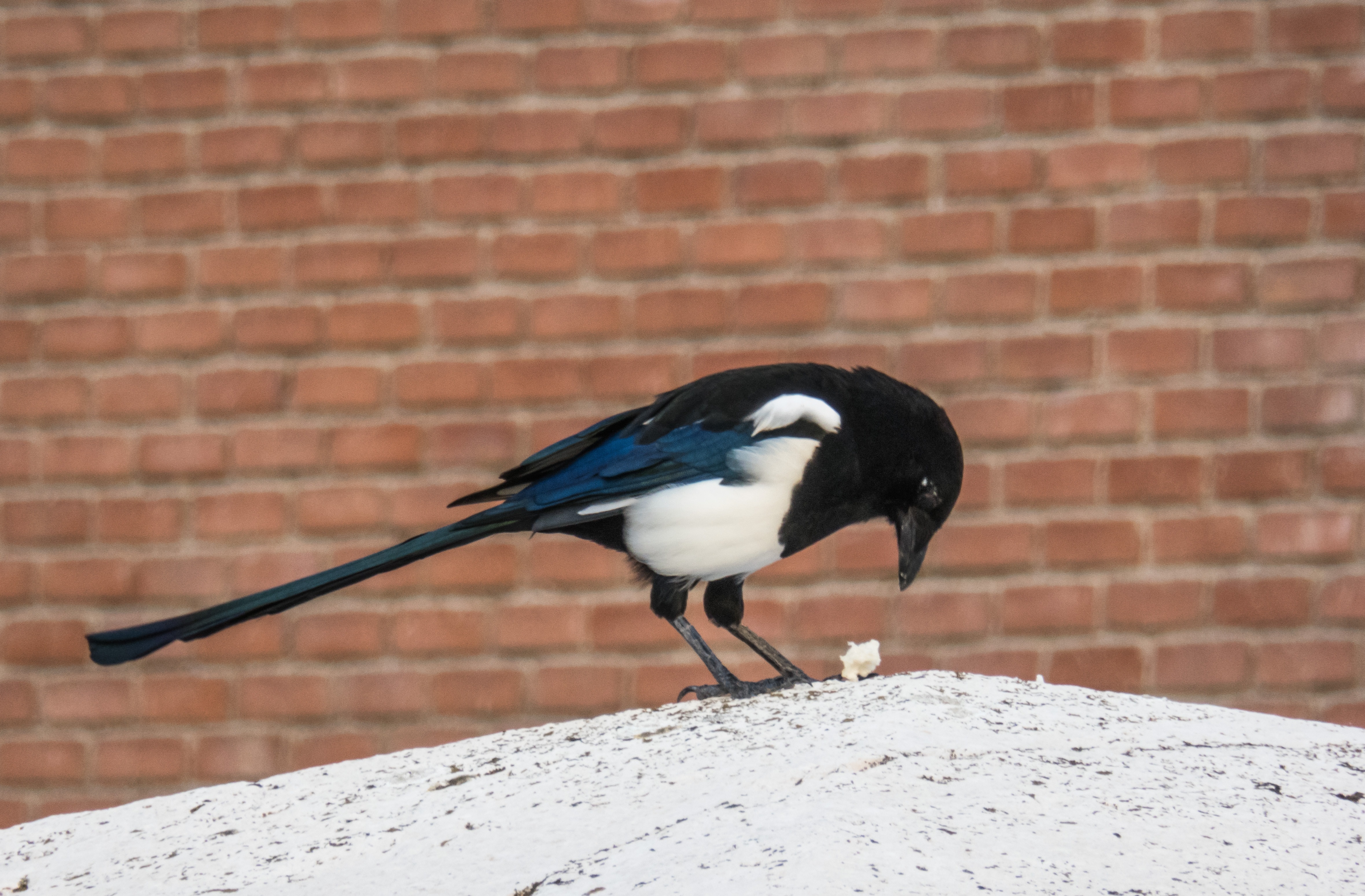 black white and blue bird