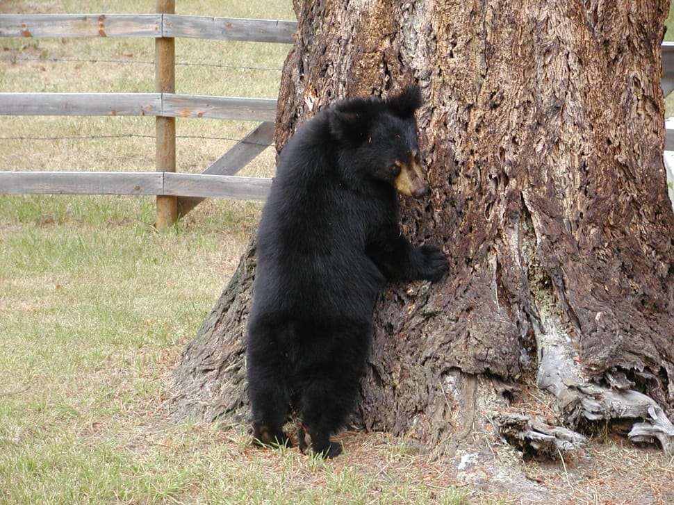 black bear leaning on tree trunk during daytime preview