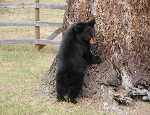black bear leaning on tree trunk during daytime thumbnail