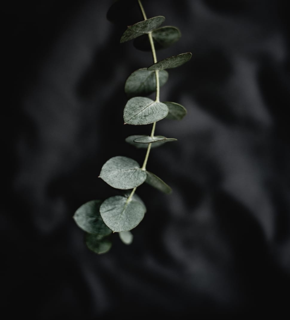 close up photography of green leaf plant preview