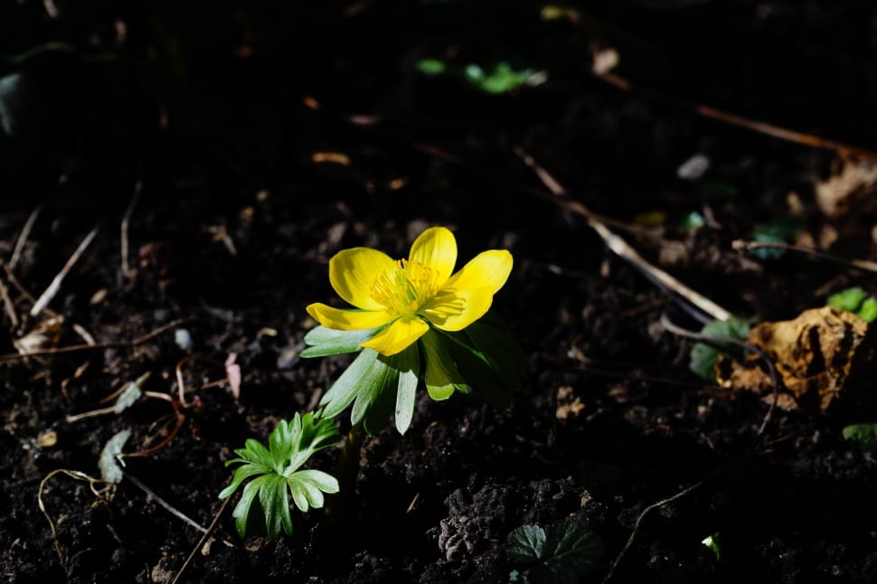 yellow aconite preview