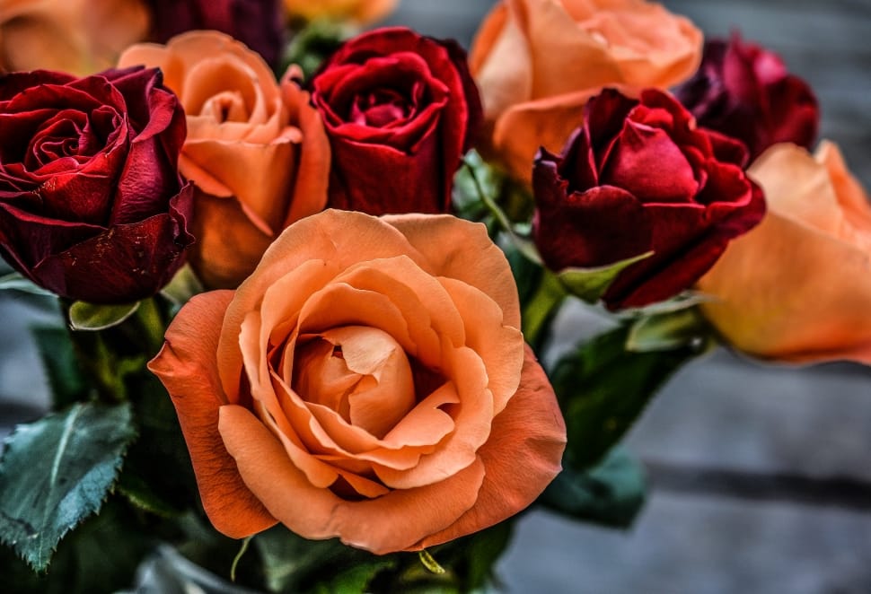 red and orange rose flowers preview