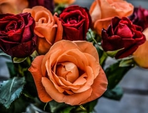 red and orange rose flowers thumbnail