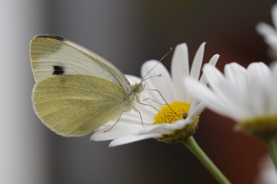 White, Butterfly, flower, fragility preview
