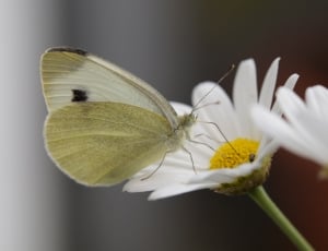 White, Butterfly, flower, fragility thumbnail