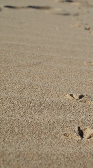 showing of animal footprints in sand during daytime thumbnail