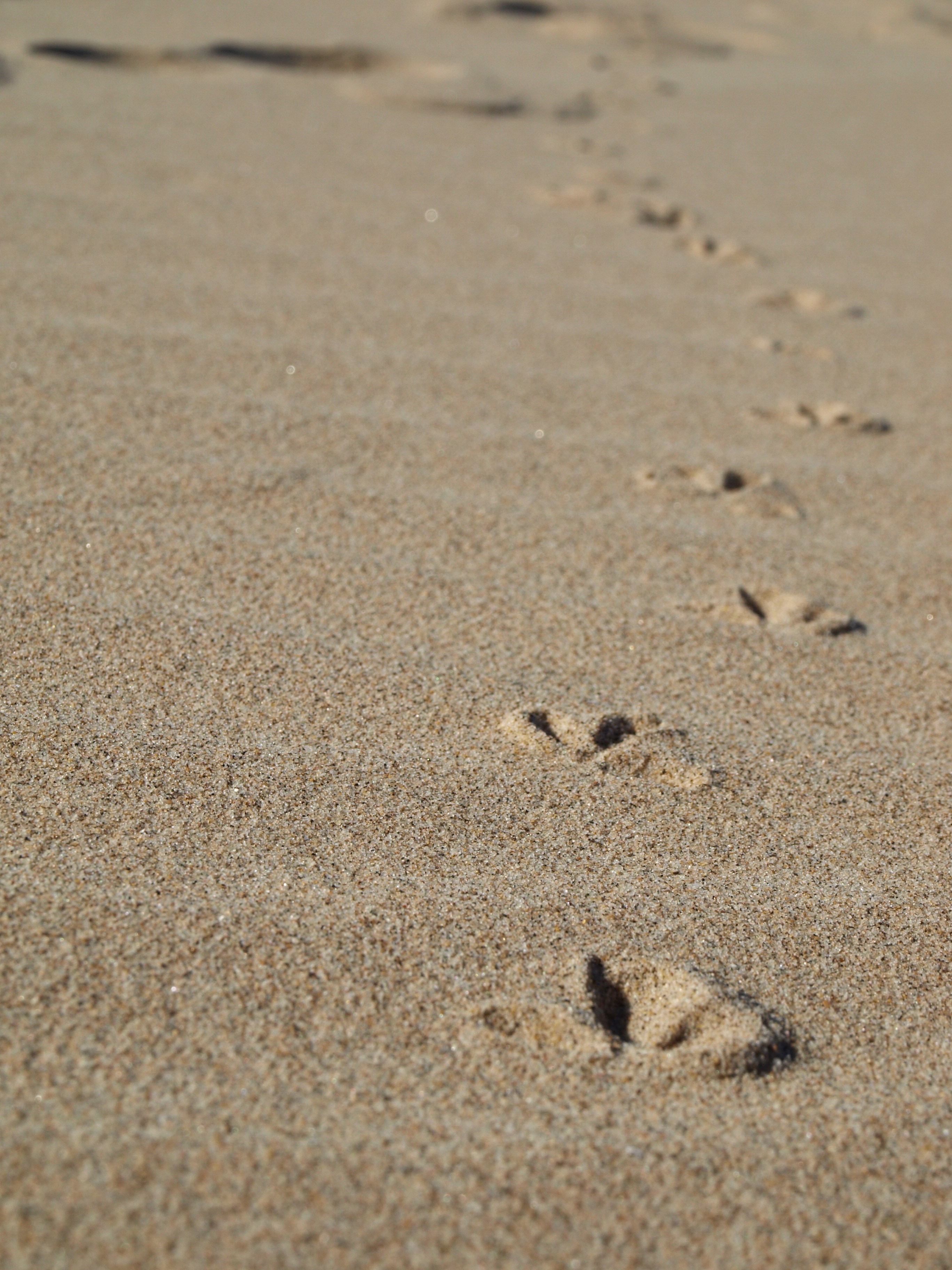 showing of animal footprints in sand during daytime