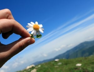 person holding white and yellow flower during daytime thumbnail