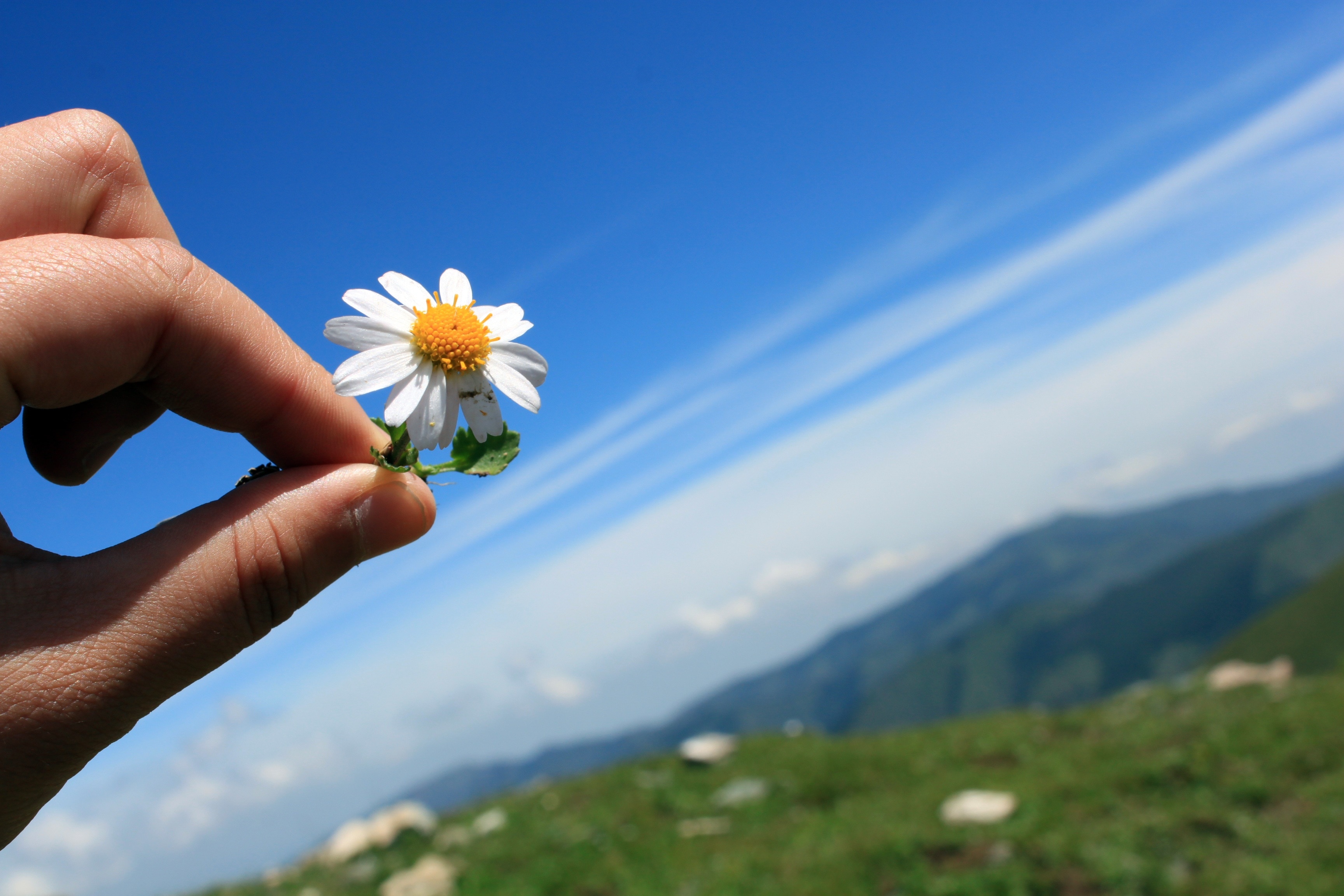 person holding white and yellow flower during daytime