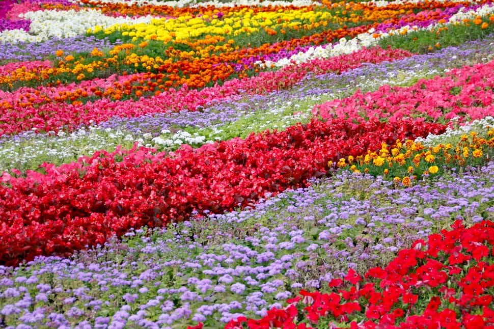 red, purple and yellow flower field preview