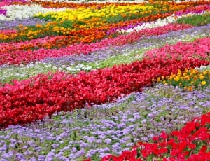 red, purple and yellow flower field thumbnail