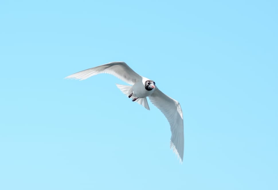 white tern preview