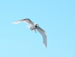 white tern thumbnail
