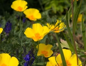 yellow petaled flowers captured thumbnail