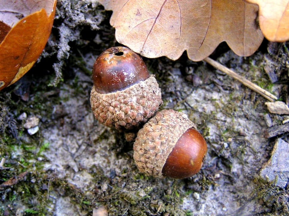 2 brown acorns preview