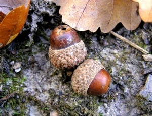2 brown acorns thumbnail
