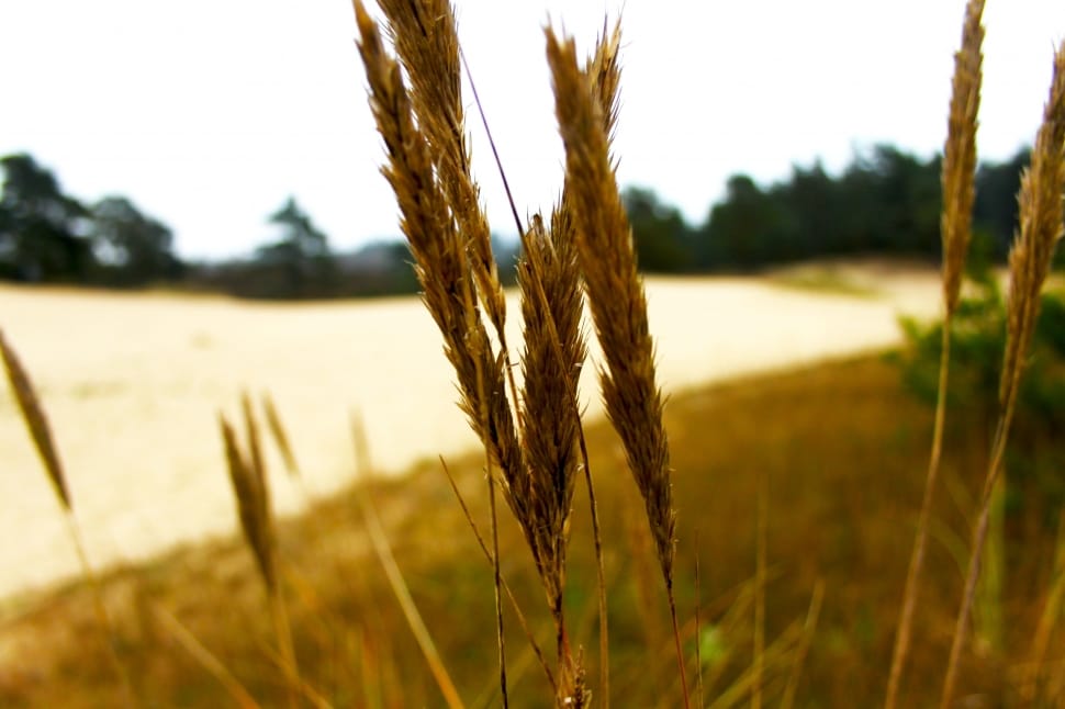 close up photo of wheat plant preview