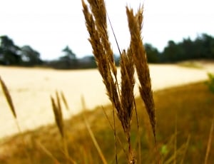 close up photo of wheat plant thumbnail