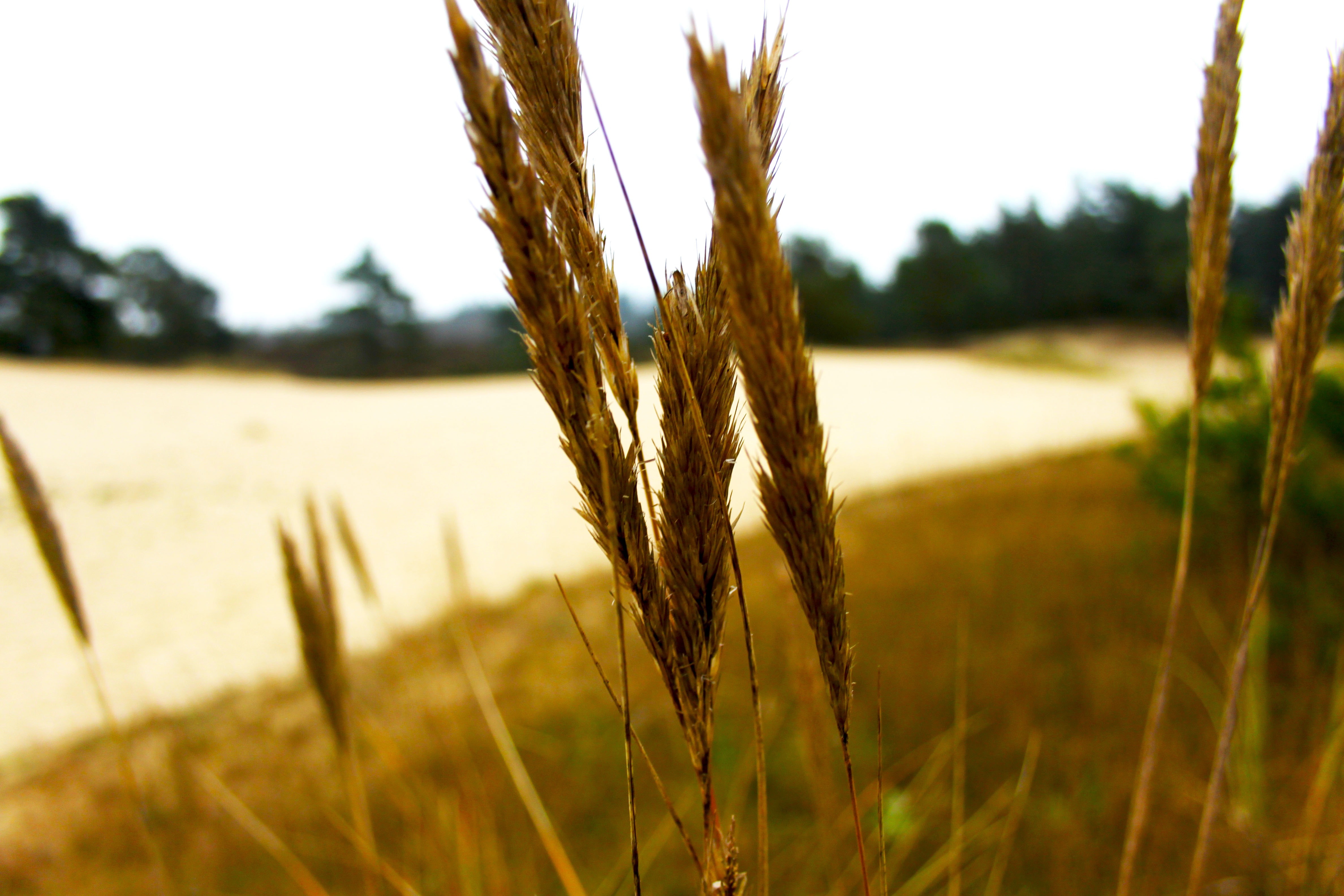 close up photo of wheat plant