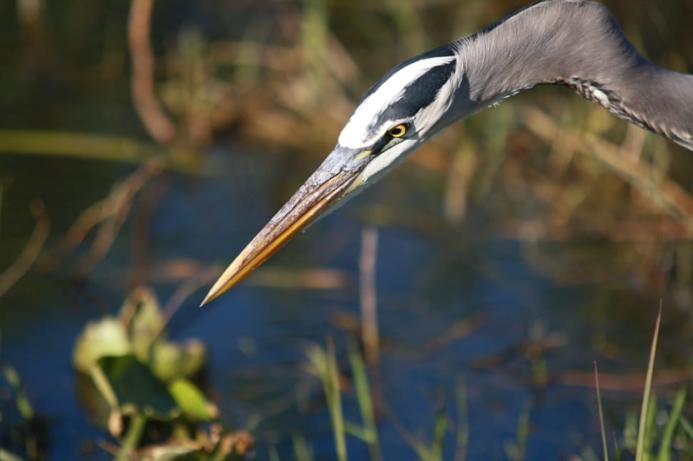 gray long beaked bird preview