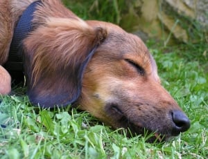 Dormant, Dog, A Hybrid, Head, Sleep, one animal, dog thumbnail