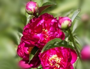 close up photo of pink petaled flowers thumbnail