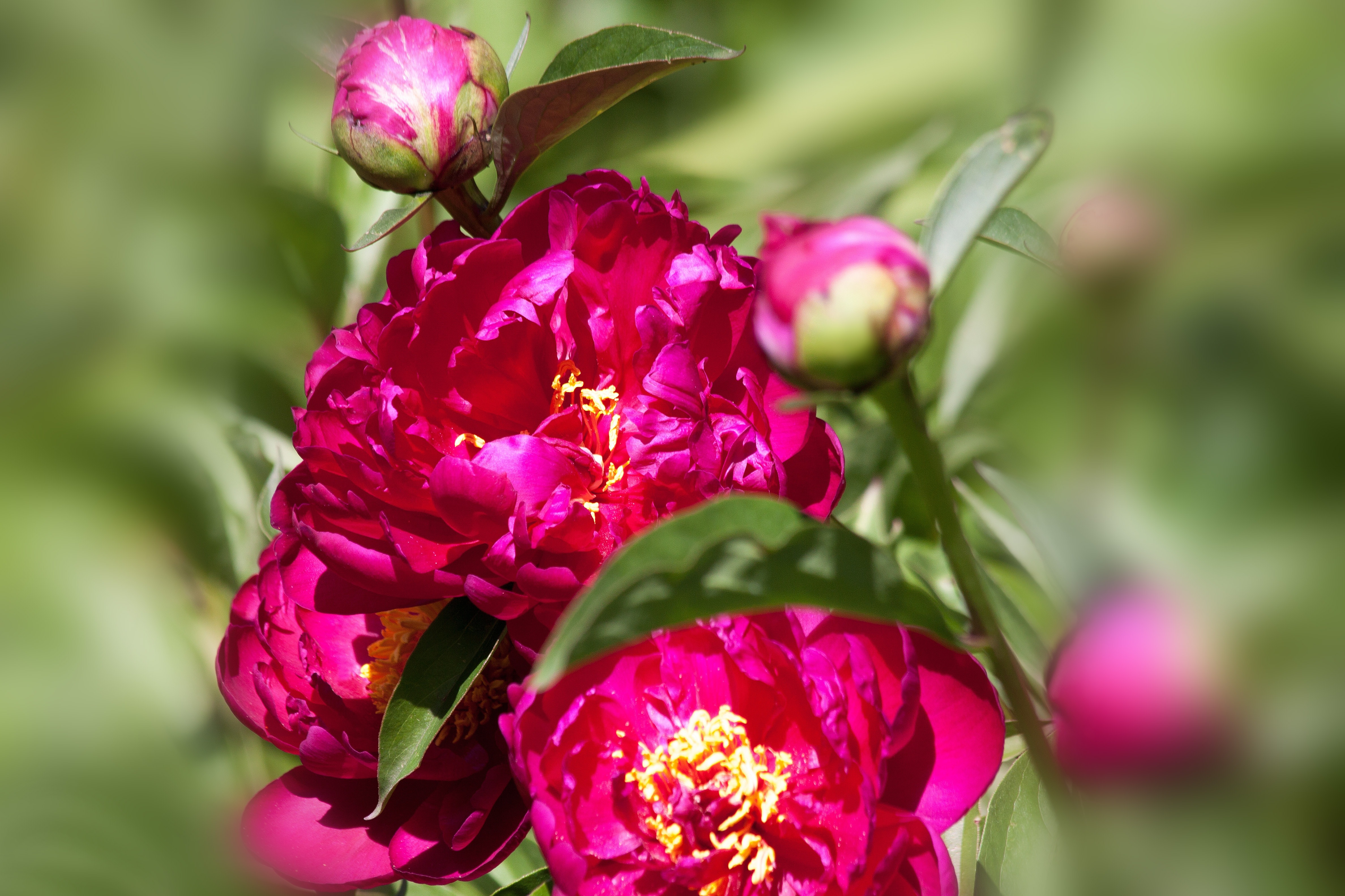 close up photo of pink petaled flowers