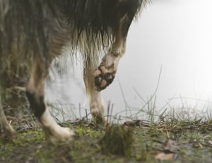 close up photo of black and beige long coat dog paw thumbnail