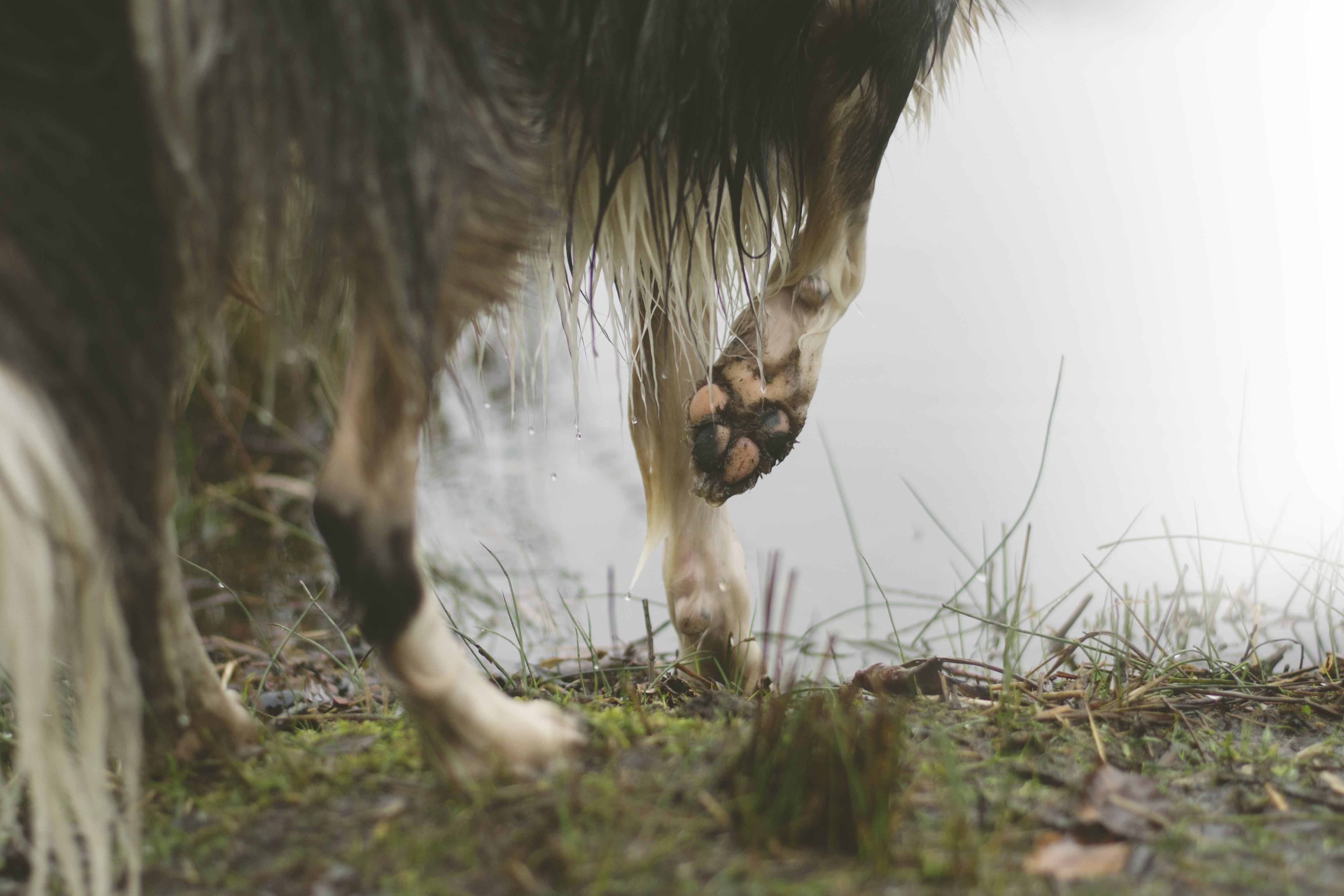 close up photo of black and beige long coat dog paw