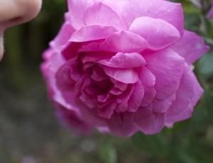 Rose, Nose, Mouth, Smell, Fragrance, flower, human hand thumbnail