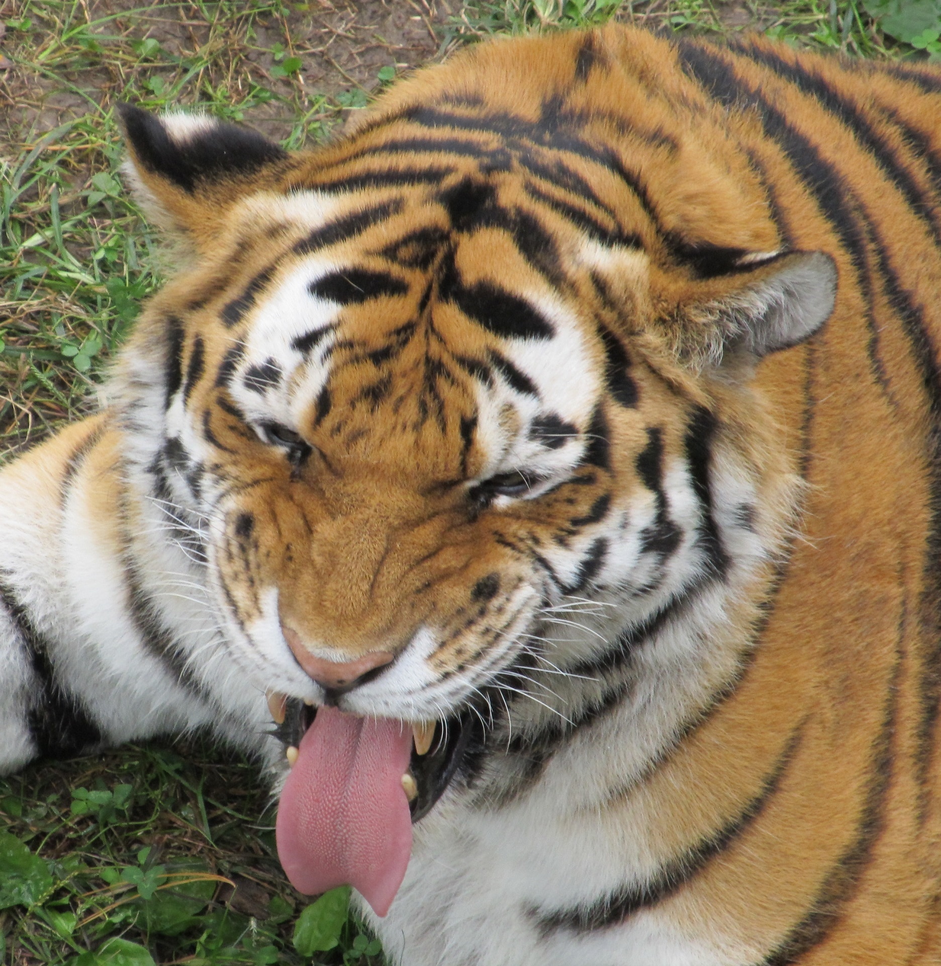 brown black and white tiger