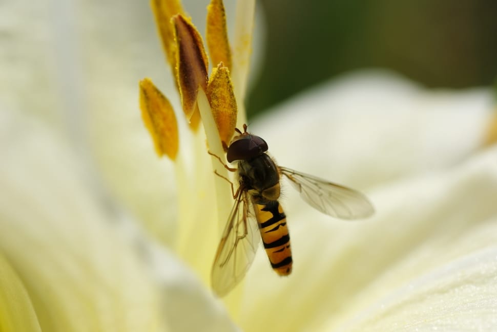 hoverfly and white petaled flower preview