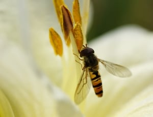 hoverfly and white petaled flower thumbnail