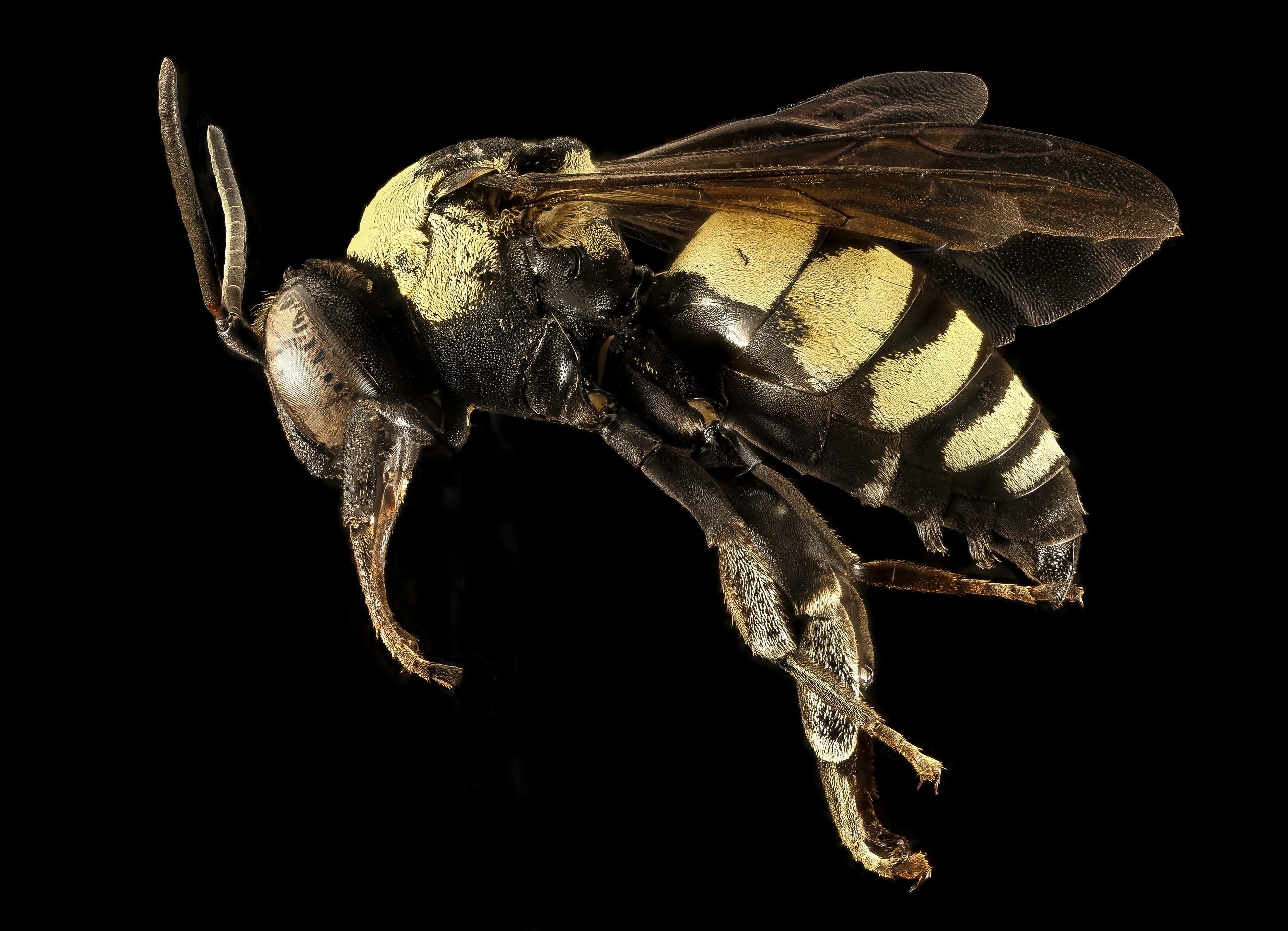 Macro, Insect, Profile, Mounted, Bee, one animal, animal themes