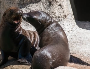 two sealions on grey rock beside body of water thumbnail