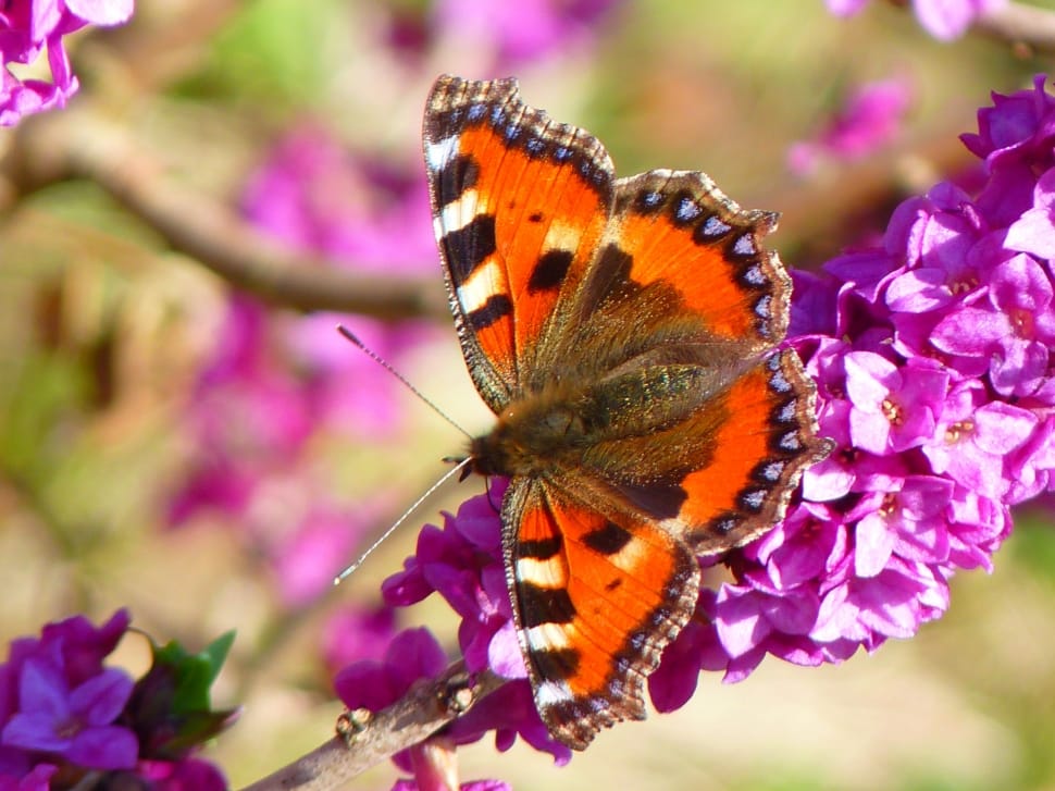 tortoiseshell butterfly perched on pink petaled flowers in closeup photo preview
