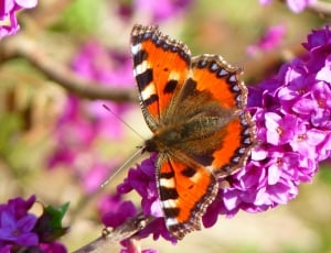 tortoiseshell butterfly perched on pink petaled flowers in closeup photo thumbnail