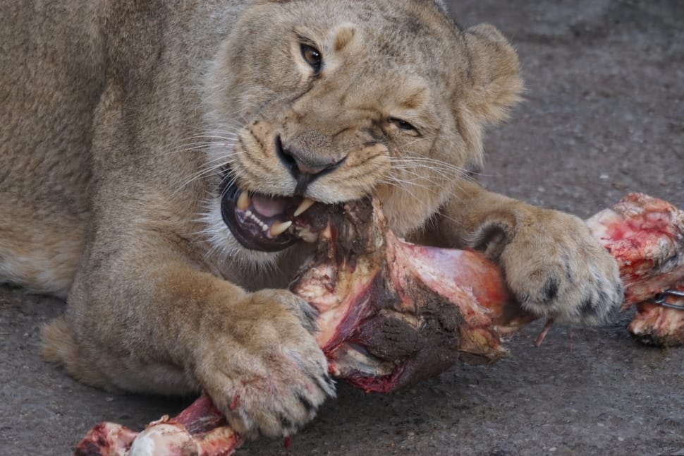 Lioness biting a meat preview