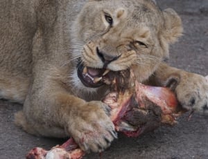 Lioness biting a meat thumbnail