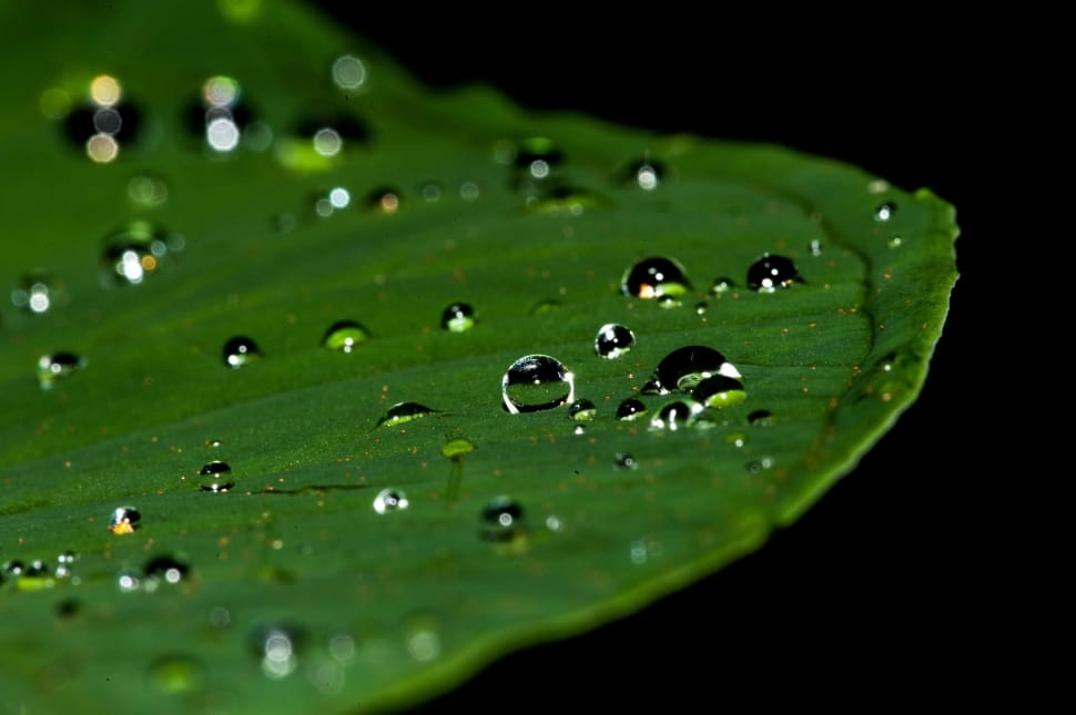 green leaf plant with water drops preview