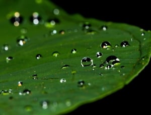 green leaf plant with water drops thumbnail
