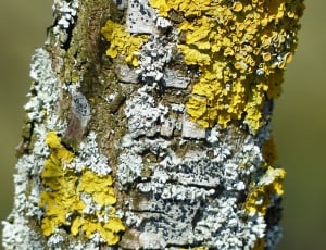 Schuesselflechte, Lichen, Leaf Braid, yellow, textured thumbnail